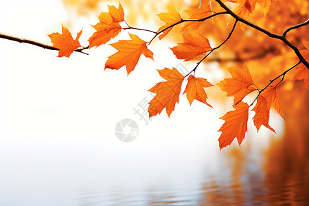 秋季枫叶金色枫叶树高清图片
