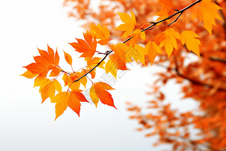 橙色叶子背景图片