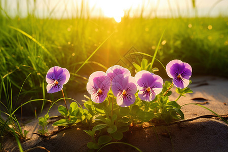 夏日草地上生长着一群紫色的花朵图片