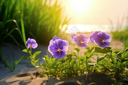 紫色花朵与阳光图片