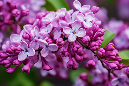 紫藤花盛开的季节背景图片