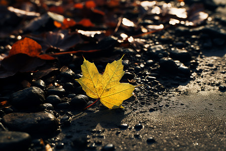 地上的一片秋叶高清图片