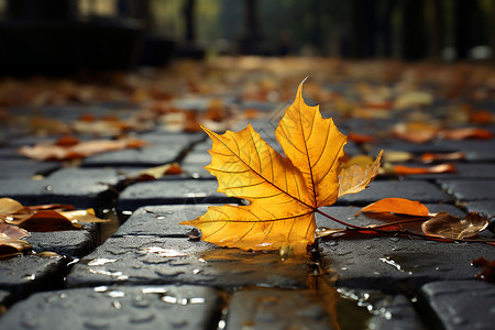 雨地面秋雨中的一片叶子背景