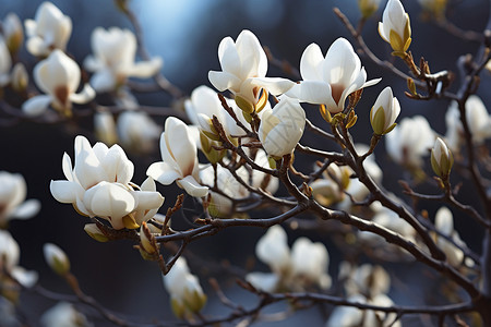 玉兰树叶白花盛放的树枝背景
