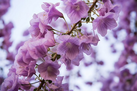 紫色的花束盛开背景图片