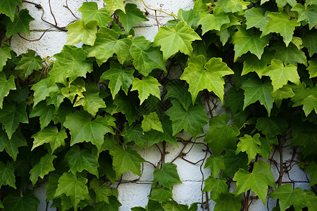 绿藤覆盖的白砖墙背景图片