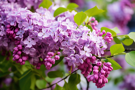 花园中的紫色花朵背景图片