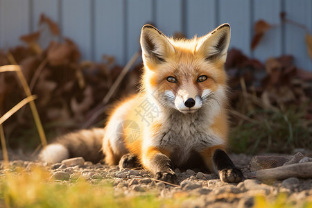 红色小狐狸狐狸趴在草地上背景
