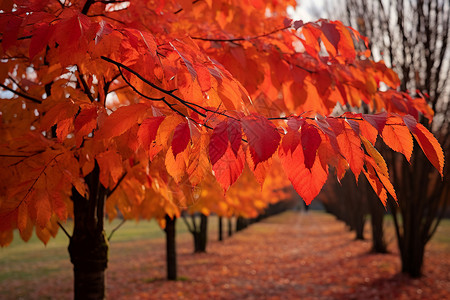 秋日森林红叶图片