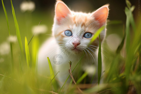 虎眼花草间的蓝眼猫咪背景