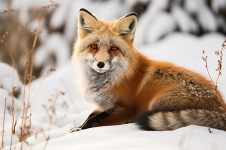雪中微笑的狐狸图片