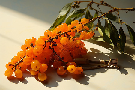 沙棘浆果一串橙色浆果插画