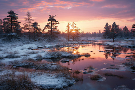 冬日夕阳下的森林图片