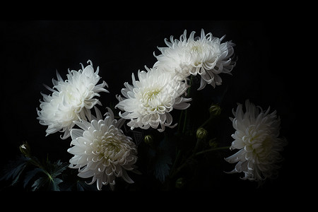 幽暗背景下的菊花图片