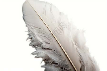 白色的羽毛背景图片