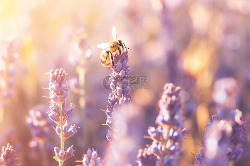 薰衣草花上的蜜蜂图片