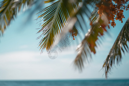 夏季海边摇曳的椰树叶背景图片