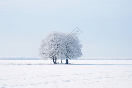 霜挂雪地中孤独的大树背景