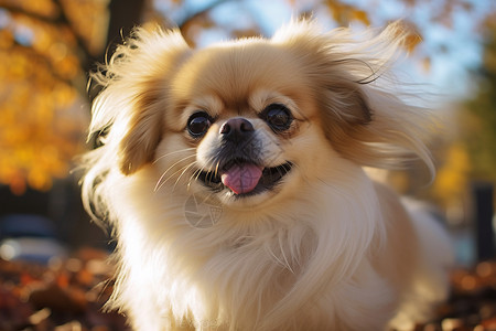 秋季公园中乖巧可爱的宠物小狗图片