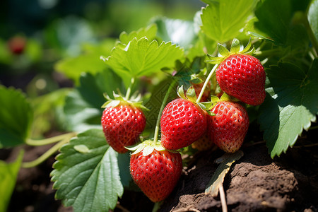 草地上的野生草莓高清图片