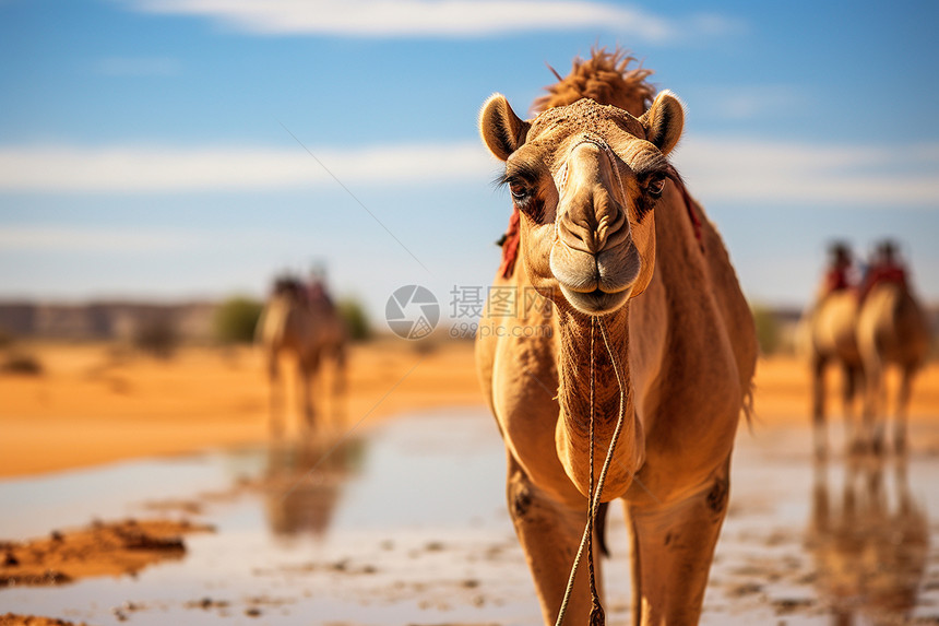 沙漠中的骆驼行者图片