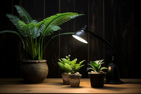 木桌上的台灯和绿植盆栽图片