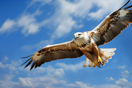 猎鹰俯冲蓝天翱翔图片