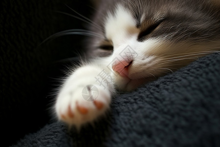 懒猫休息中背景图片
