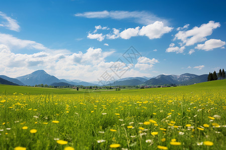 草地远山远处山脉下的花海背景