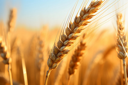 金色的麦田粮食农场高清图片