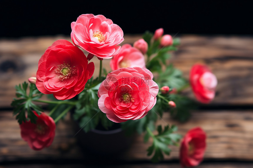一束红花在木桌上图片
