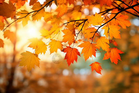 阳光透过树叶图片