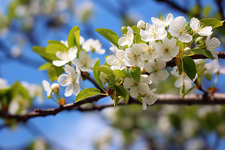 盛开的梨花鲜花蓝色芽高清图片