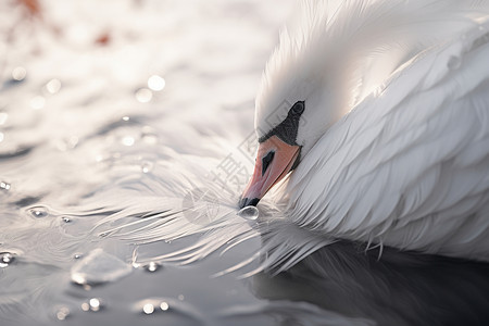 大鸟壁纸水上漂浮着一只白天鹅背景
