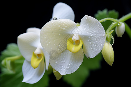 白色滴落水滴水滴滴落在兰花上背景