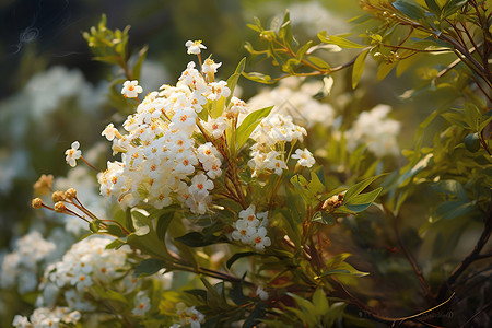 缤纷盛夏的鲜花高清图片