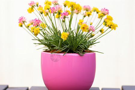 粉色花瓶里的花朵图片