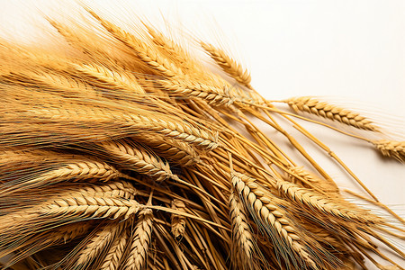 金色谷物小麦背景图片