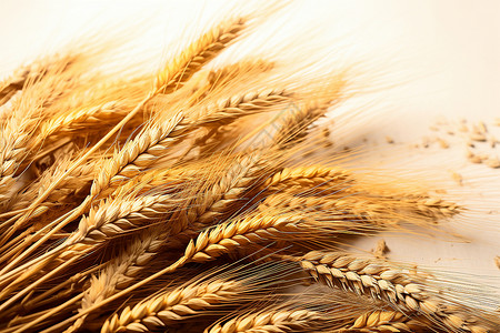 金黄的麦穗麦秆背景图片