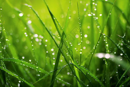 细雨打湿草地背景图片