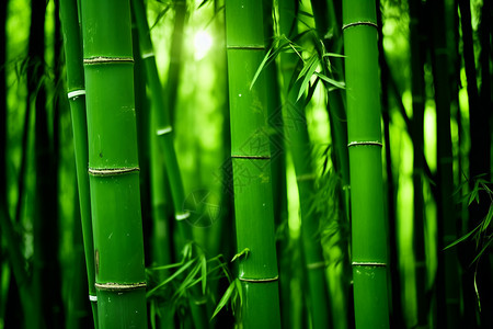 充满绿意的竹林高清图片