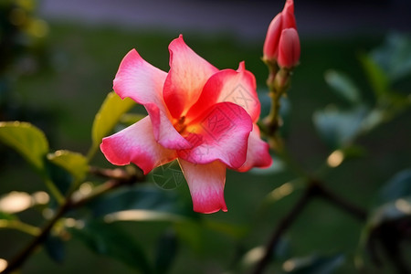 浪漫的花朵图片