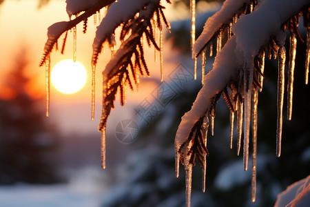 冰上的夕阳小雪杉高清图片