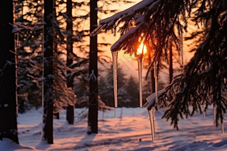 森林中的夕阳高清图片