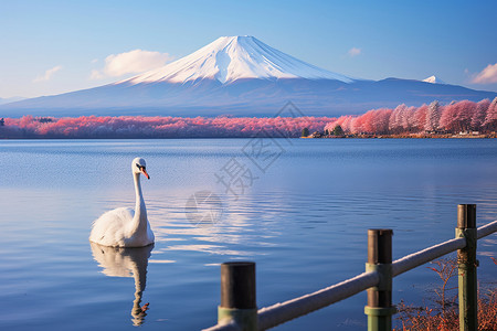 优雅的天鹅在湖水中游泳高清图片