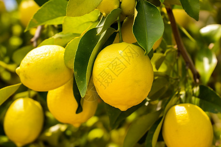 长满柠檬的柠檬树图片
