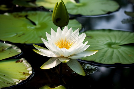 花盆花朵白色的花背景