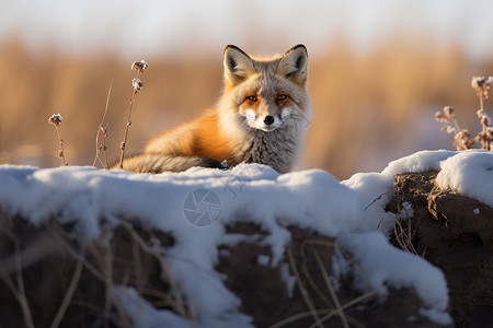 赤狐雪地里的狐狸背景