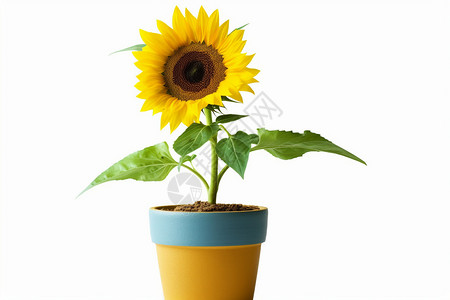 一盆黄色花朵一盆美丽的向日葵背景