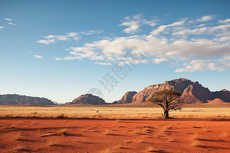 风沙背景孤独的树在沙漠中背景